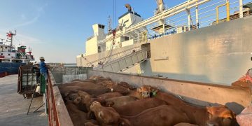 Pelindo Kawal Ketahanan Pangan Lewat Layanan Livestock, Bongkar Muat Ternak Capai 216 Ribu Ekor