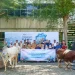 PT Terminal Teluk Lamong Salurkan 12 Sapi dan 21 Kambing melalui Program Pelindo Berbagi Kurban untuk Masyarakat Sekitar