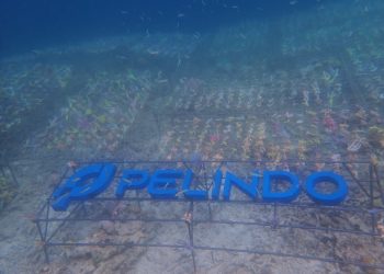 Pelindo Dukung Restorasi Terumbu Karang dan Pemberdayaan Masyarakat Pesisir di Labuan Bajo