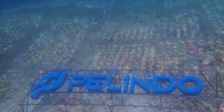 Pelindo Dukung Restorasi Terumbu Karang dan Pemberdayaan Masyarakat Pesisir di Labuan Bajo