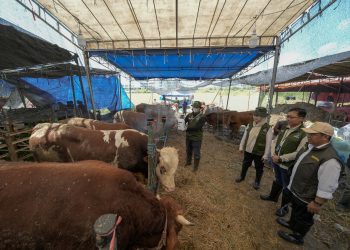 Kolaborasi Pelindo Petikemas dan Pemkot Surabaya Pastikan Hewan Kurban Aman untuk Masyarakat Jelang Iduladha 1447 H
